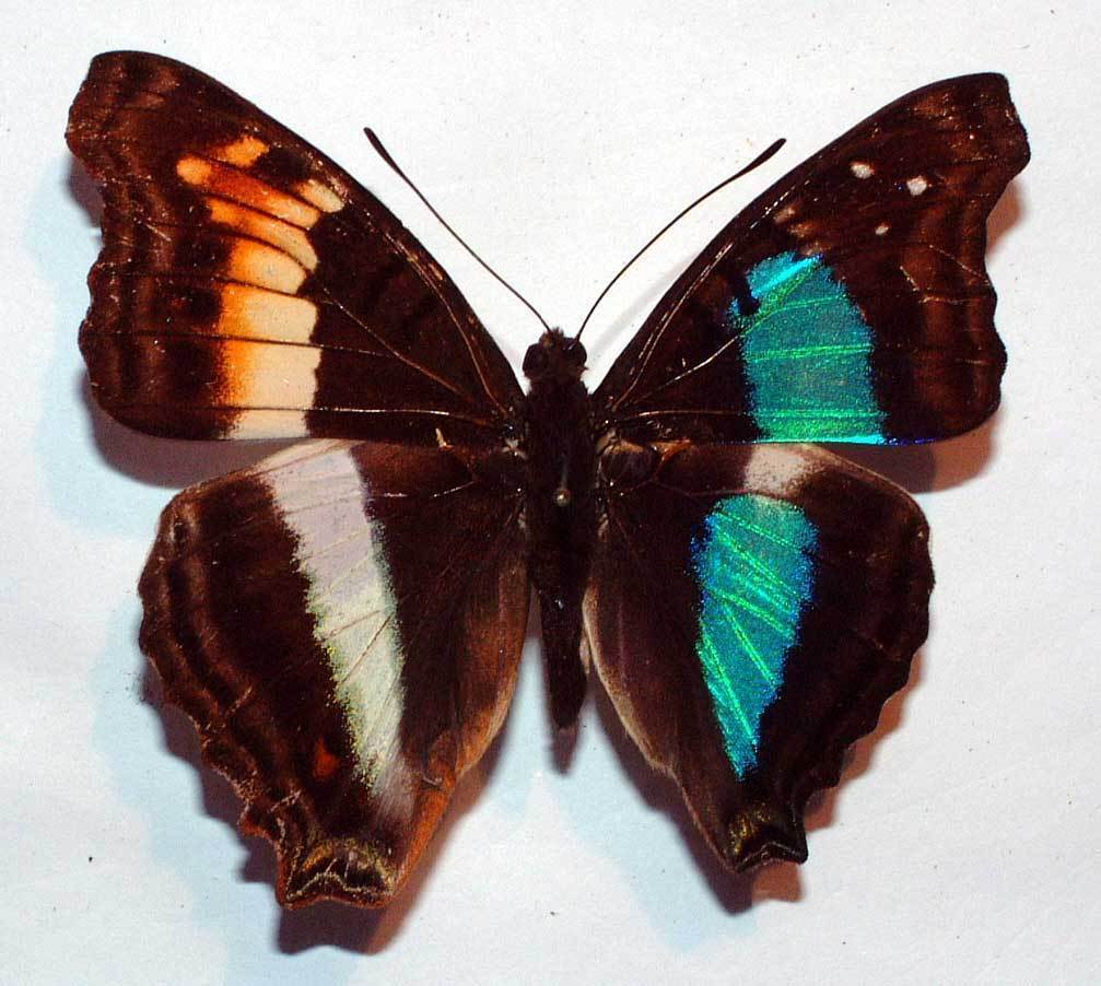 DOXOCOPA CHERUBINA - BILATERAL GYNANDROMORPH (Internet Image property of respective owner, non-commercial use only)